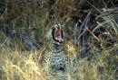 Leopard Yawning!